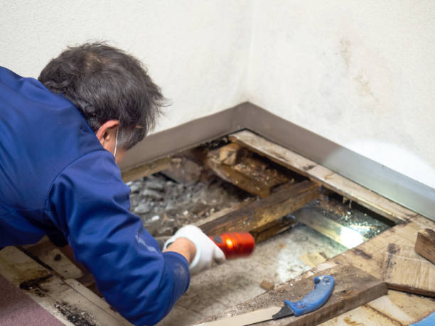 Trusted Timpson, TX Mold Removal Experts
