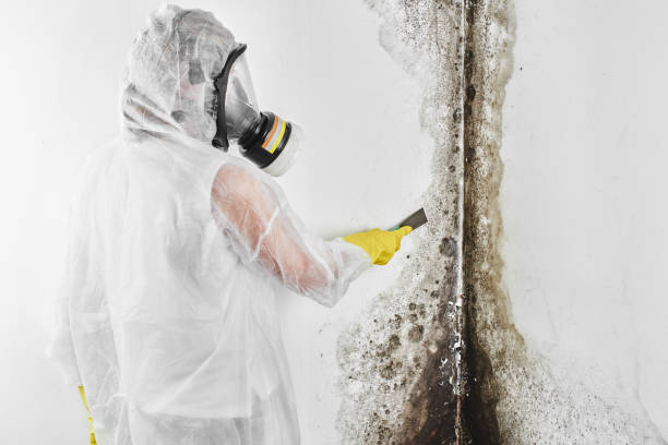 Best Attic Mold Removal  in Timpson, TX