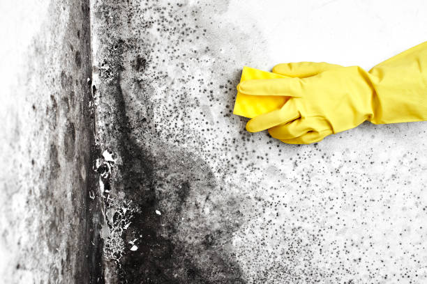 Best Residential Mold Removal  in Timpson, TX