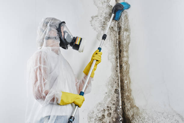 Best Mold Removal and Inspection  in Timpson, TX