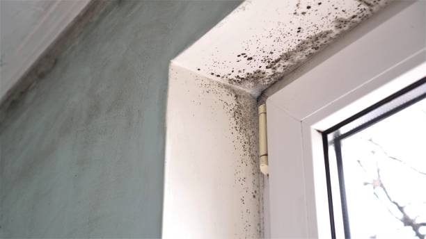 Best Emergency Mold Removal  in Timpson, TX