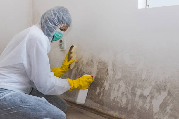 Mold Testing and Removal in Timpson, TX