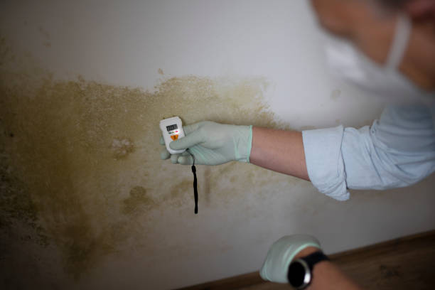 Home Mold Removal in Timpson, TX