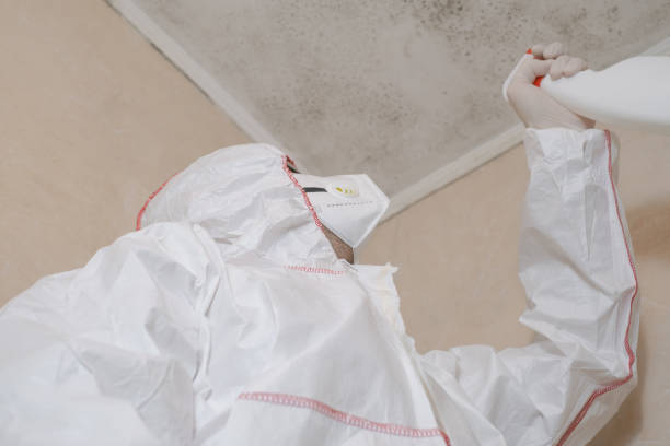 Best Mold Damage Repair  in Timpson, TX