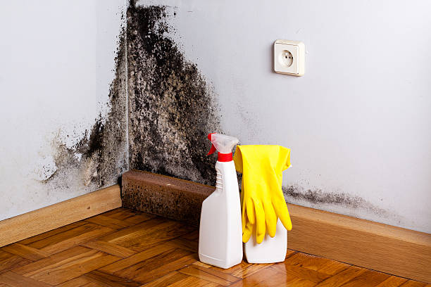 Best Home Mold Removal  in Timpson, TX