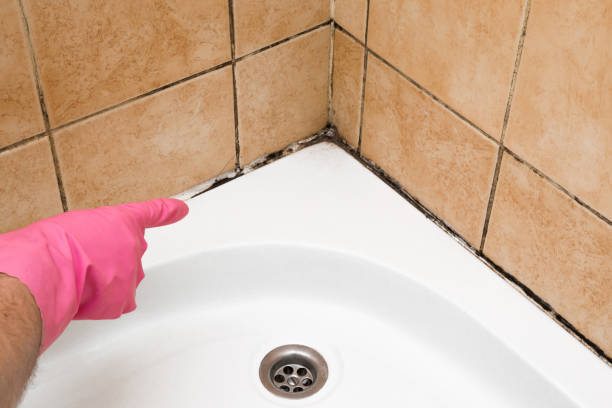 Best Emergency Mold Removal  in Timpson, TX