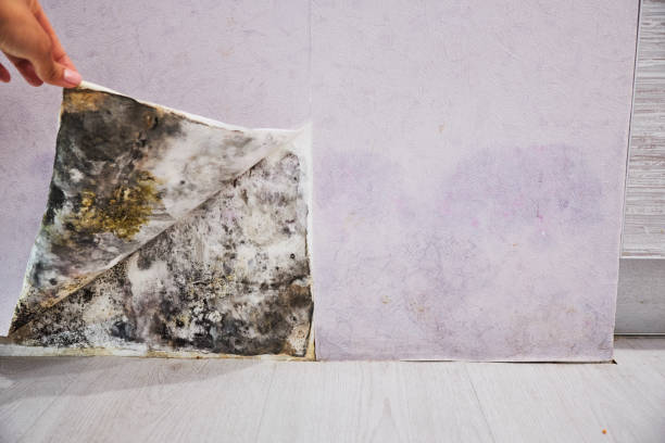 Best Black Mold Removal  in Timpson, TX